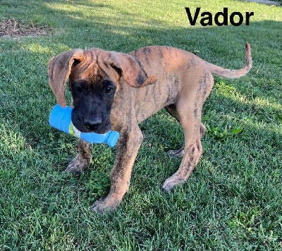 Vador