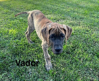 Vador