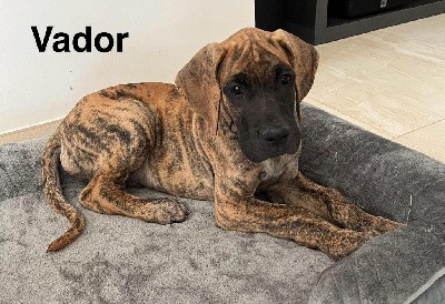 Vador