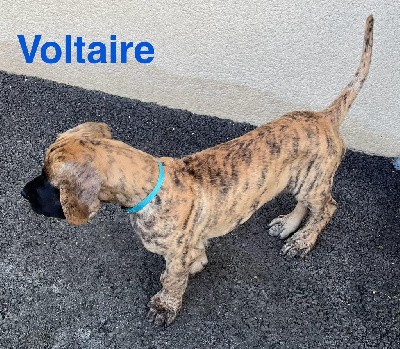 Voltaire